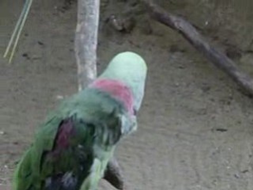 coco