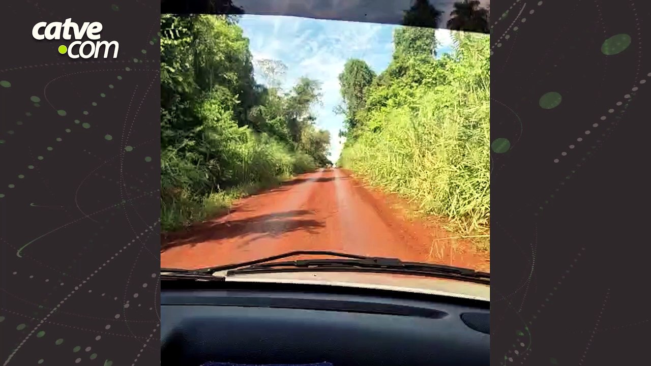 ONÇA NO PARQUE NACIONAL