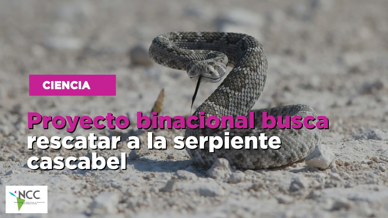 Proyecto binacional busca rescatar a la serpiente cascabel
