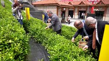 Rize'de Dünya Çay Günü elle çay toplama etkinliği ile kutlandı