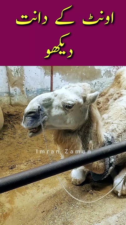 Camel ke Dant to Dekho 😱😱