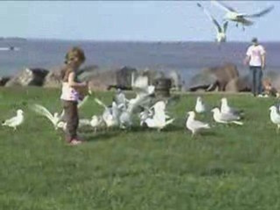 Little Girl Feeding Seagulls