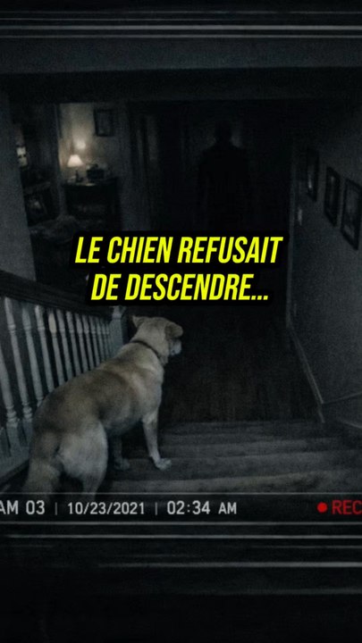 🐕 Depuis plusieurs minutes, leur chien refusait catégoriquement de descendre à l’étage inférieur de la maison…