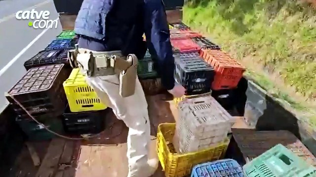 PRF apreende aproximadamente 1 tonelada de maconha em Arapongas
