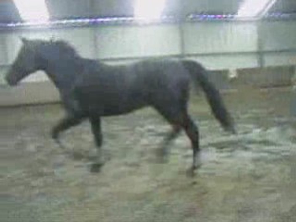 Opus cso
