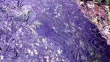 Do you know which types of water grow in water?