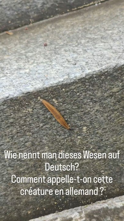 Nacktschnecke / Limace – Deutsch A1-B1 | Apprenez l'allemand avec les animaux !
