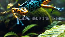 Medicine Wheel Four Directions Sacred Chant | Jaguar Medicine Tribe
