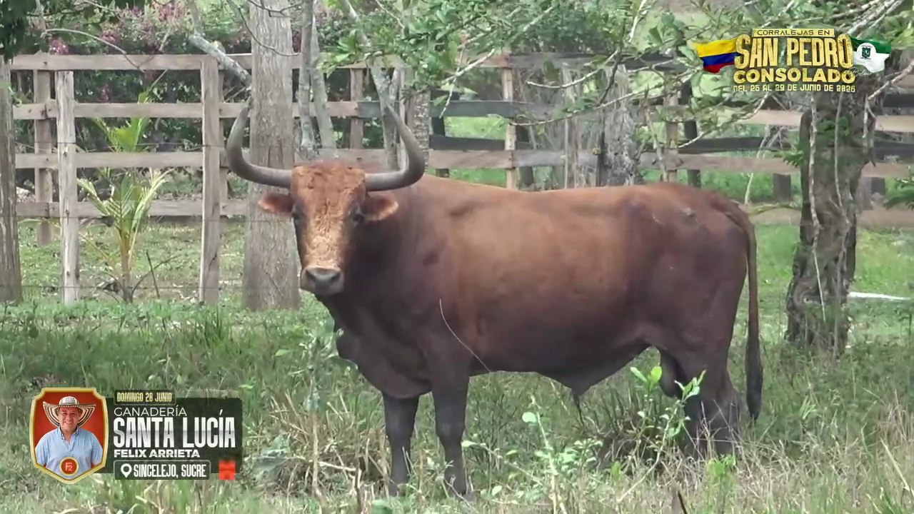 Corralejas San Pedro Consolado 2026 | Visitas a las Ganaderías | Toros de Félix Arrieta
