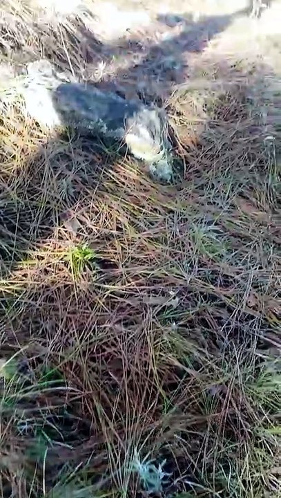 Pahadi nature view #Dailymotion video #Dailymotion shorts