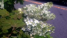 紫陽花