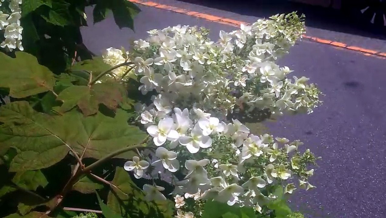 紫陽花