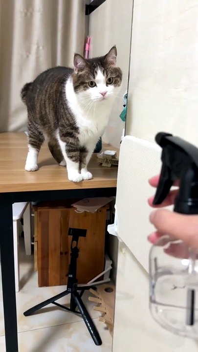 Sir Cat's Daily Spa Routine
