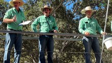 Miriam Vale Show Sale