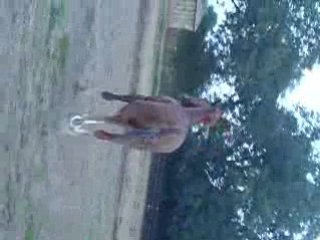 Karem-galop