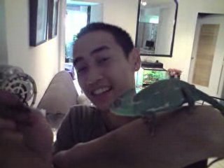 Cameleon calyptratus