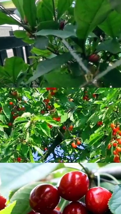 Miracle Fruit Lovers Must Watch 🤤🍒