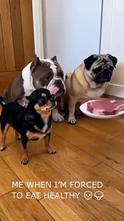 The Ultimate Betrayal Dramatic Chihuahua Throws A Tantrum Over Veggies! 🥦😭