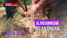 'Antingaw' na bumida sa ibang bansa, ligtas bang kainin? | Dami Mong Alam, Kuya Kim!