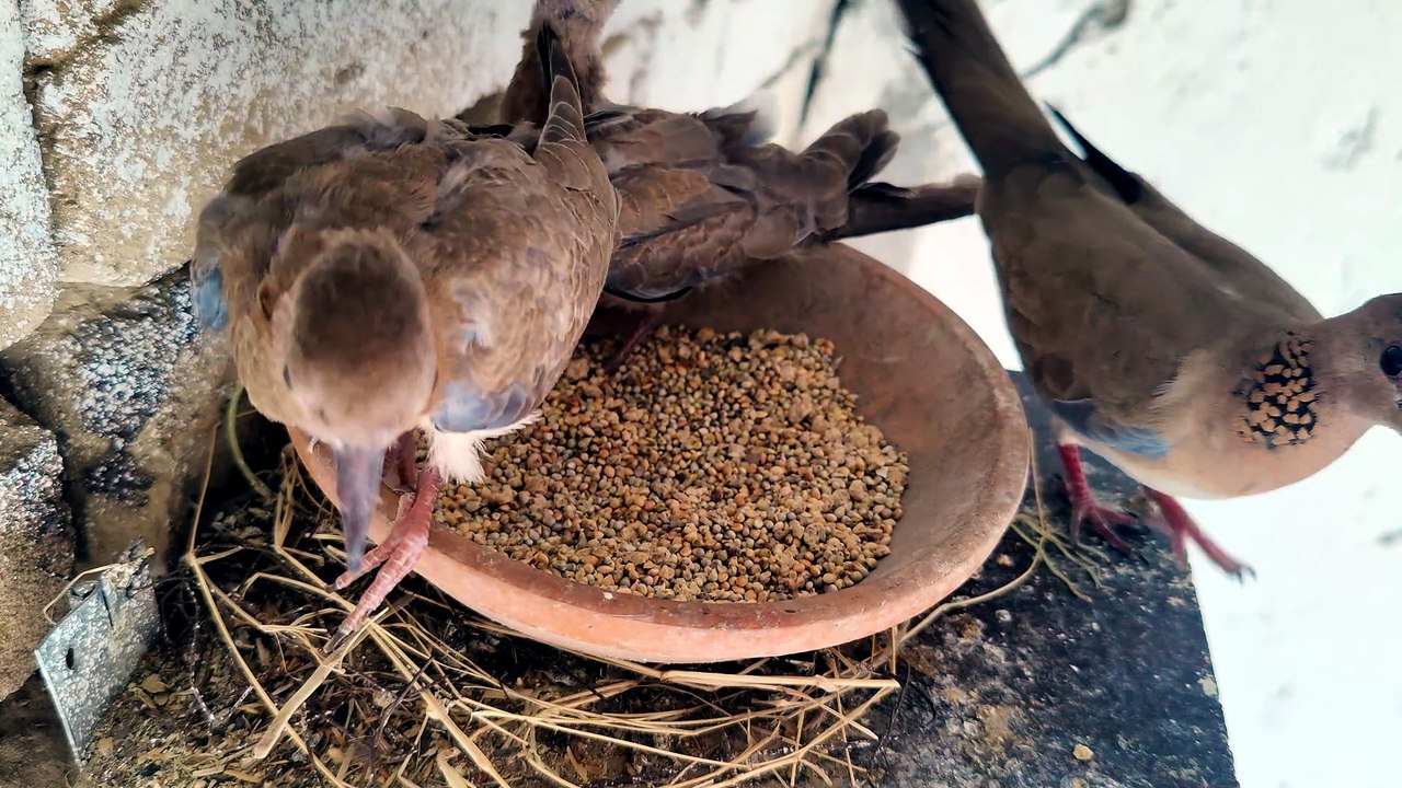 Peaceful Dove Nest Sounds For Relaxation your day
