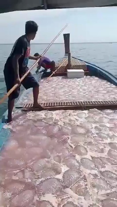 Inside the Multi-Million Dollar Jellyfish Fishing Industry 🌊 | Rare Ocean Harvest