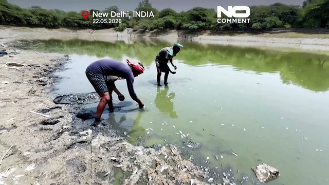 Indien leidet unter Hitze: tote Fische in Neu-Delhi angespült