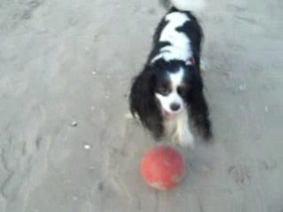 Mon chien 2