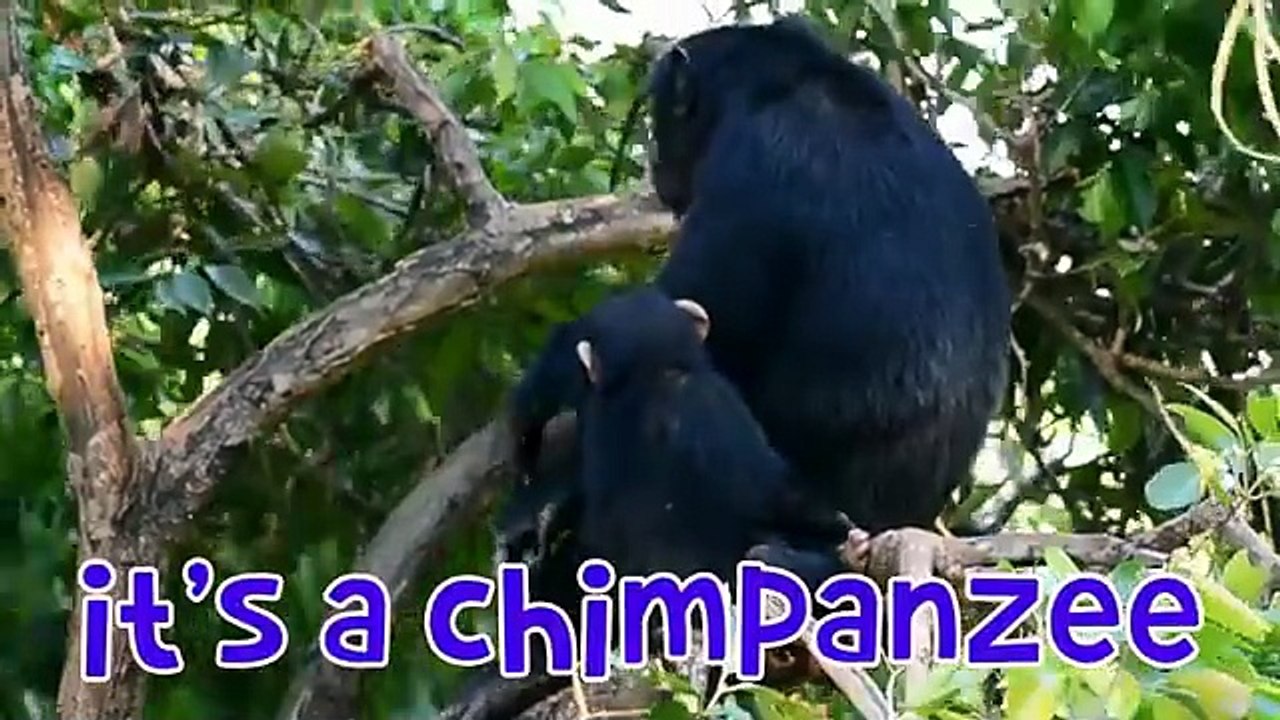 Recognize animal sounds