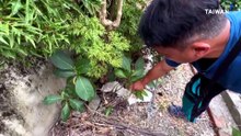 Taitung Publishes Book on Traditional Indigenous Herbal Remedies