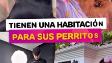 Famosos que le tienen una habitación a sus perritos