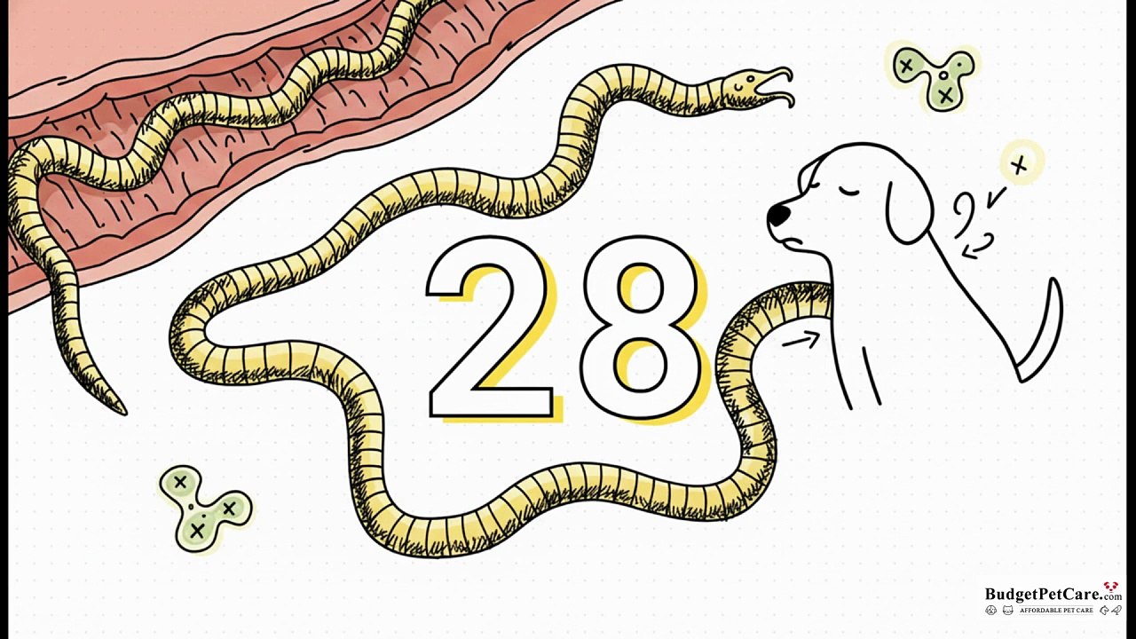 Tapeworms in Dog
