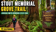 Stout Memorial Grove Trail | Jedediah Smith Redwoods State Park California 4K 60 FPS