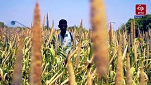 गुजरात के बनासकांठा में देश की पहली गौमूत्र डेयरी…पशुपालकों के लिए बनी कमाई का नया जरिया