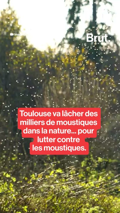 Toulouse va lâcher des milliers de moustiques dans la nature... pour lutter contre les moustiques.