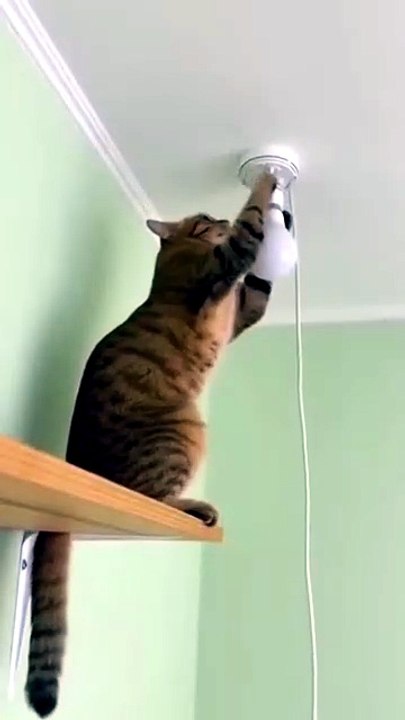 #funny #shortsfeed #cat #memes (1)