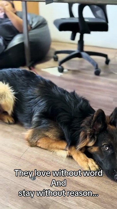 Dog is Love