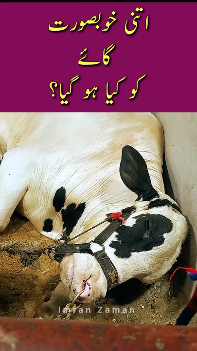 Cow ko Kya Hogaya😱
