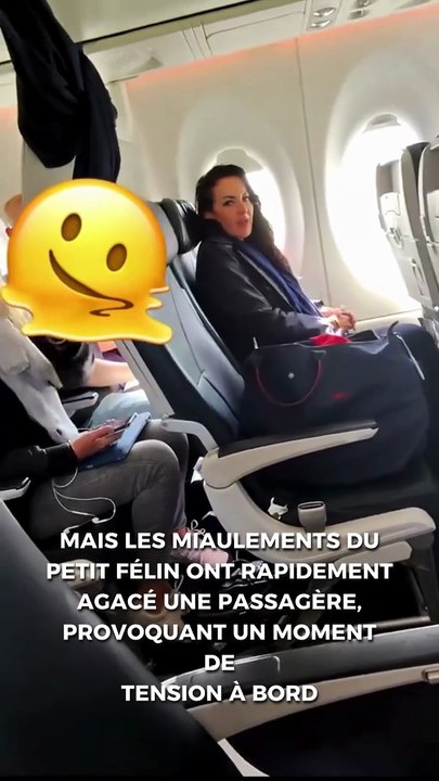 Il prend l’avion avec son chaton et ça ne plaît pas à tout le monde