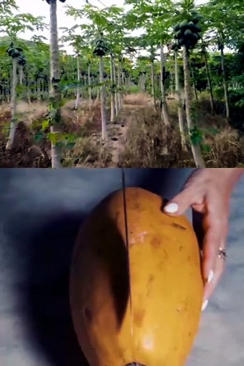 Papaya ASMR 🧡 | Relaxing Shorts
