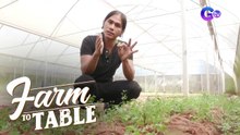 Chef JR harvests fresh produce from Melendres farm! | Farm To Table