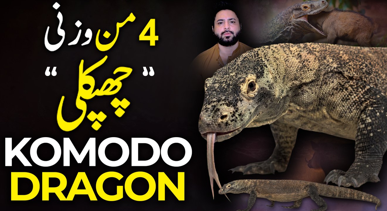 4 mann wazni chhapkali — Komodo Dragon... 😳#yasirshami  #komododragon  #wildlife  #animalsrights #WildlifeLifestyle