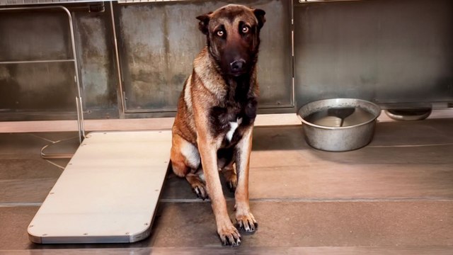 Terrified German Shepherd Learns How To Trust