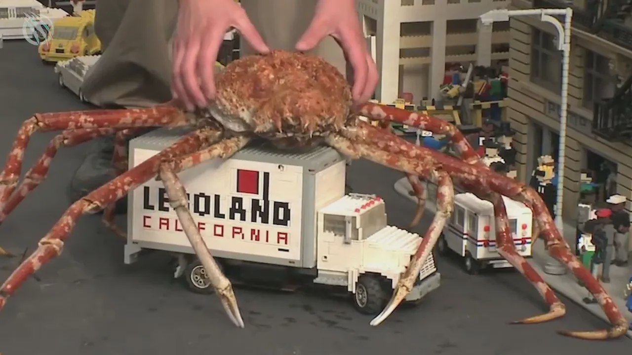 ¡El gigantesco cangrejo araña japonés, el verdadero monstruo marino!