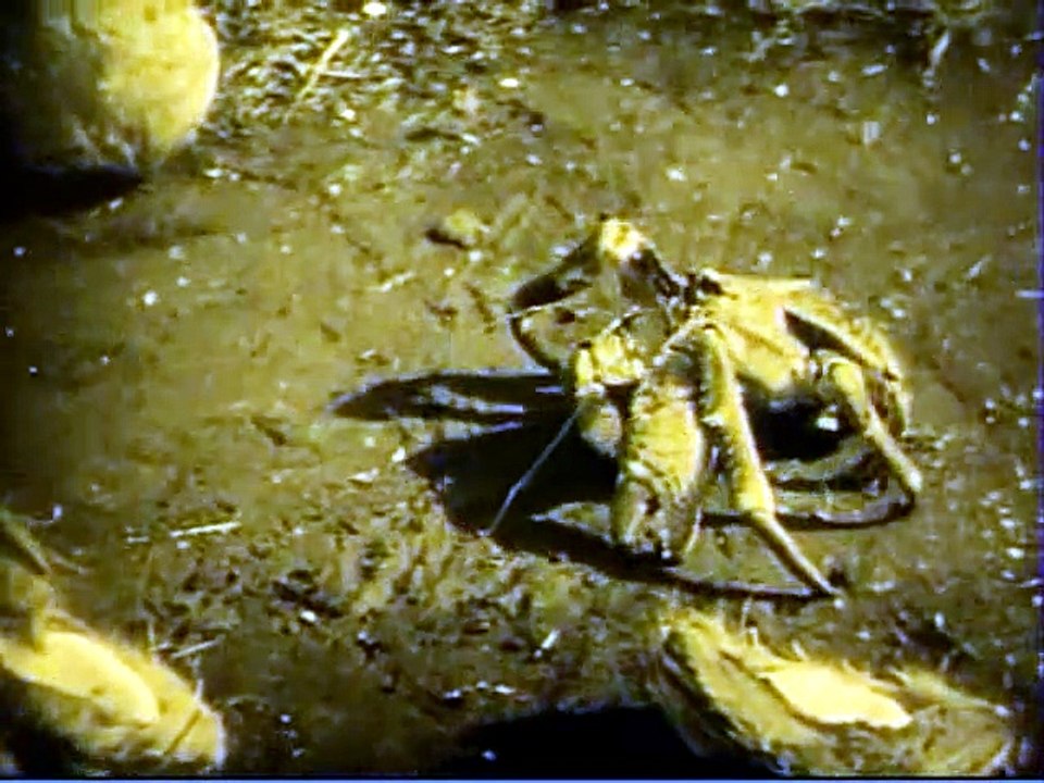 South Seas Shadows – Silent Island Adventure (1928)