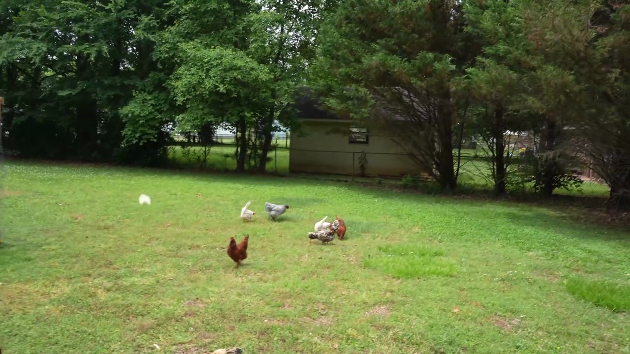 I get the girls to run after treats.