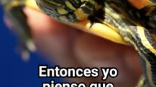 23 de mayo: se conmemora el Día Mundial de las Tortugas
