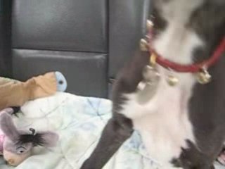 Sauvetage Senorita Galguita le Bulletin Des Lévriers