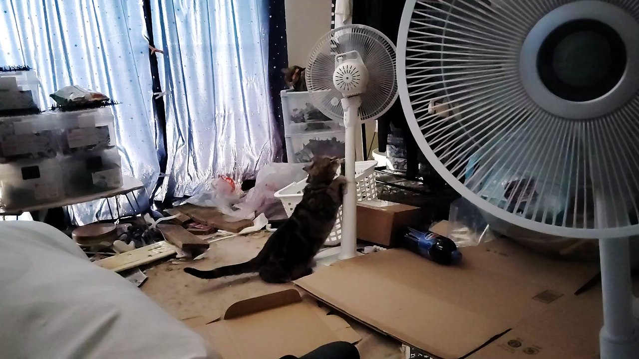 扇風機で爪研ぎするミア
