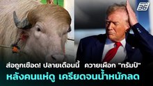 ส่อถูกเชือด! ปลายเดือนนี้  ควายเผือก "ทรัมป์" หลังคนแห่ดู เครียดจนน้ำหนักลด | ทันข่าวสุดสัปดาห์ | 23