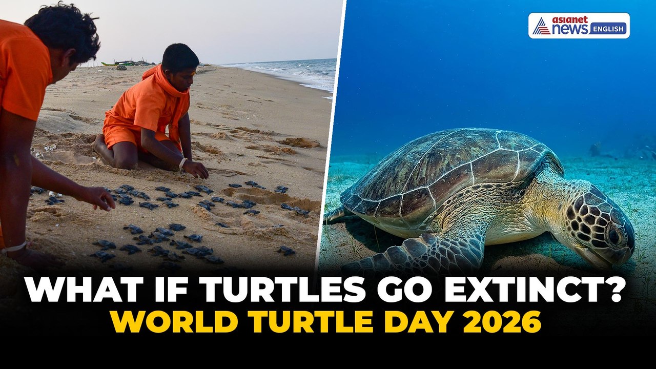 What If Sea Turtles Go EXTINCT? | World Turtle Day 2026 | Climate Change Warning